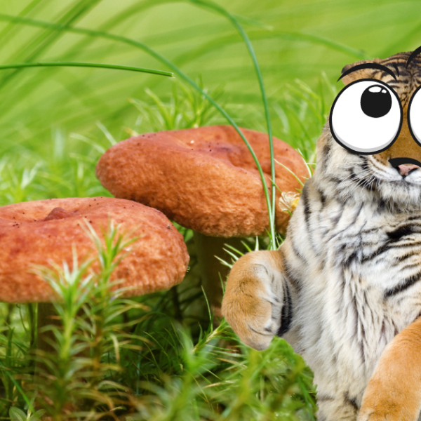 Tiger Milk Mushroom: How it got its name?