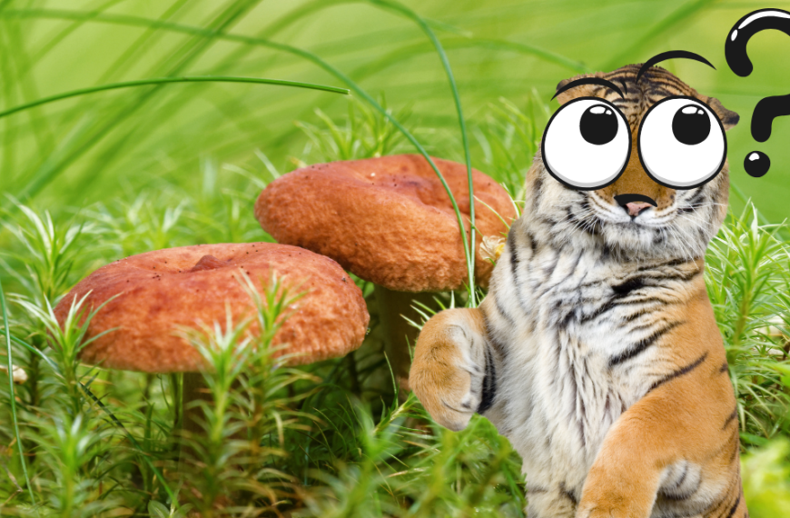 Tiger Milk Mushroom: How it got its name?